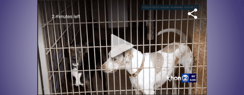 HONOLULU (KHON2) — A lack of pet-friendly rentals has led to overcrowding at humane societies statewide. “We really kind of hit our boiling point, which was 130 dogs, and we have only 40 kennels,” said Jenny Miller, Maui Humane Society interim CEO. HONOLULU (KHON2) — A lack of pet-friendly rentals has led to overcrowding at humane societies statewide. “We really kind of hit our boiling point, which was 130 dogs, and we have only 40 kennels,” said Jenny Miller, Maui Humane Society interim CEO.