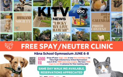 KITV: Maui Humane Society hosts free spay/neuter clinic, seeks pet pics for calendar contest