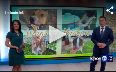 KHON2: Jersey wants your love for Wags ‘n Whiskers Wednesdays