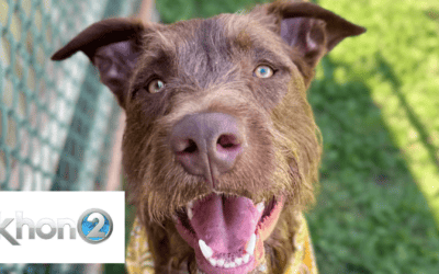 KHON2: Odie has 60 pounds of love to give, meet him at Maui Humane