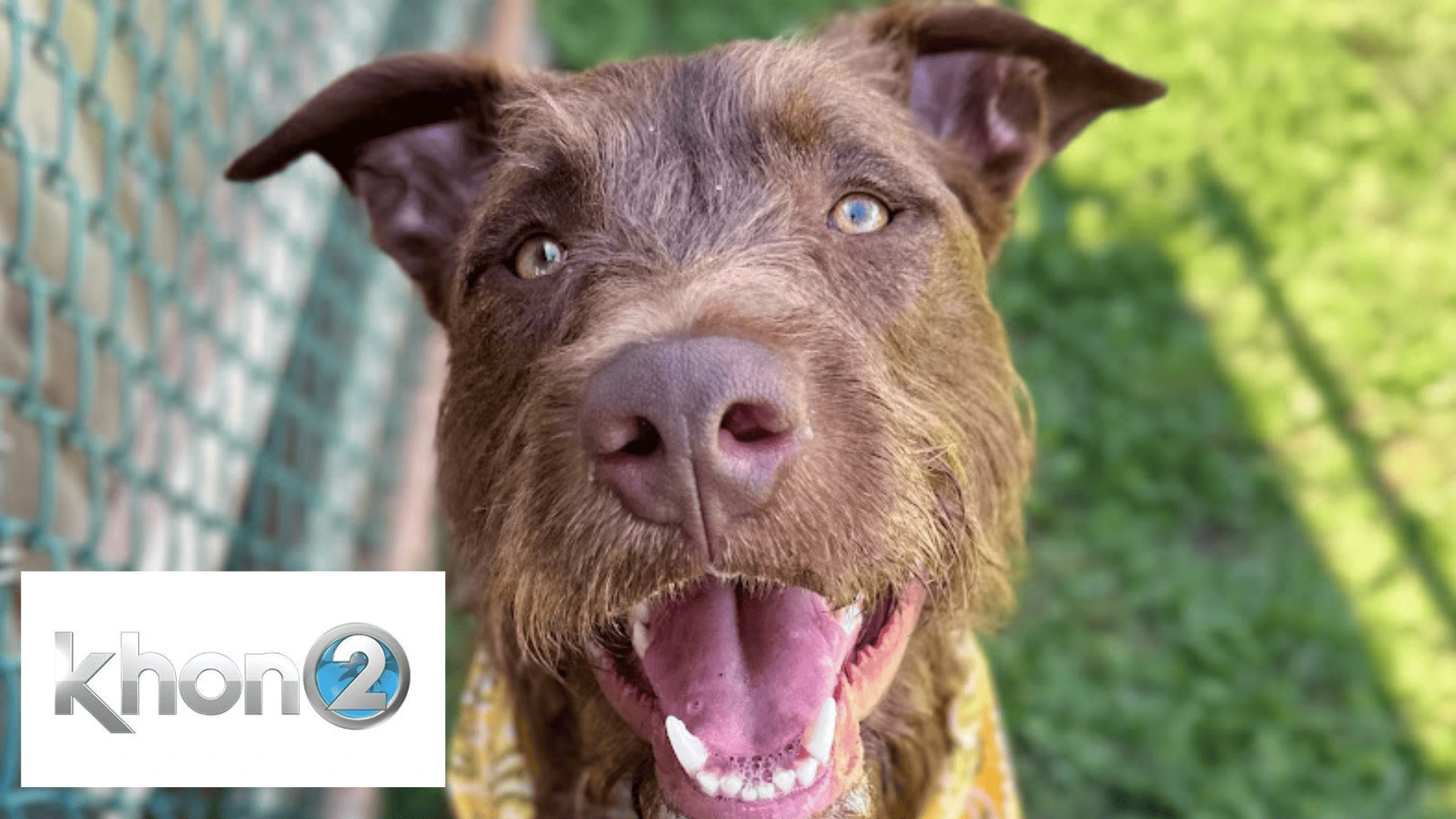 Odie has 60 pounds of love to give, meet him at Maui Humane