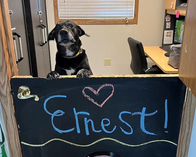 Ernest - Available for Adoption Ernest - Available for Adoption