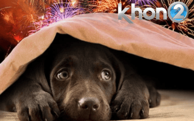 KHON2: Prepare your pet for upcoming July 4th fireworks
