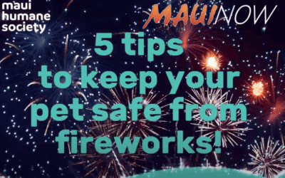 MauiNow: 5 Tips for your pets this 4th of July