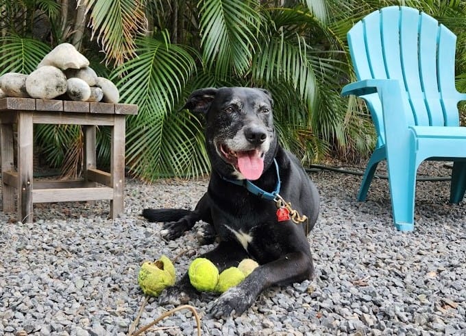 Ernest - Available for Adoption Ernest - Available for Adoption