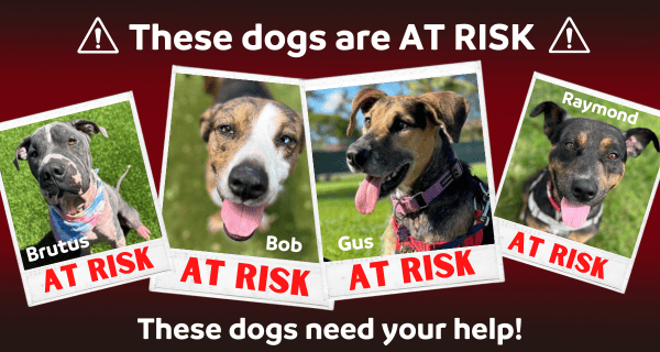 Brutus, Bob, Gus & Raymond need your help!