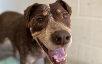 SENIOR DOGS AT MAUI HUMANE SOCIETY FETCH GRANT