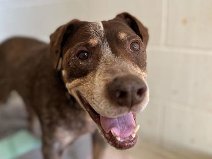 Brian - 10 Year Old Grey Muzzle Recipient Available for Adoption Brian - 10 Year Old Grey Muzzle Recipient Available for Adoption