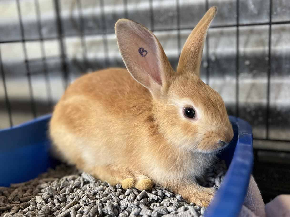 Bunny Wunny - Shelter Bunny Wunny - Available for adoption at Maui Humane Society