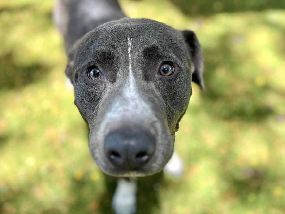 Eeyore - Shelter - 2 Eeyore - Available for Adoption at the shelter