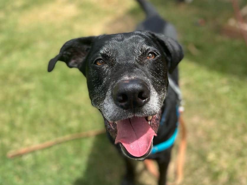 Ernest - Available for Adoption Ernest - Available for Adoption