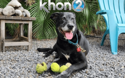 KHON2: Ernest wants your love: Wags ‘n Whiskers Wednesday