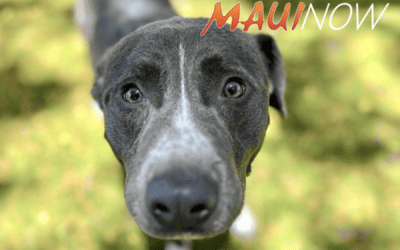 MauiNow: Maui Humane Society to reduce pet adoption fees for “Empty the Shelters” event, July 6-31