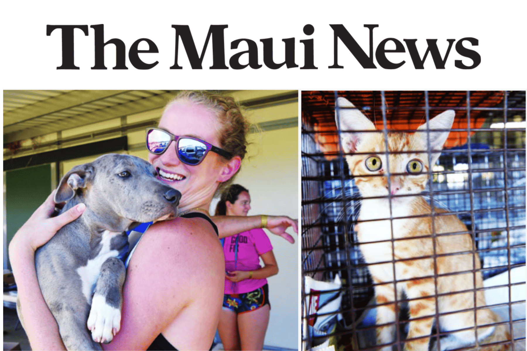 Maui News: Free Spay and Neuter Clinic Maui News: Free Spay and Neuter Clinic