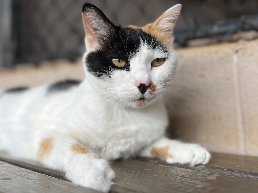 Moon - Shelter Moon - Available for adoption at Maui Humane Society