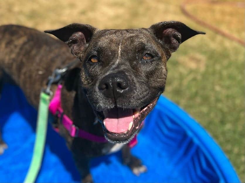 Nala - Foster Home - 33788359 Nala - Ready for adoption - in a foster home