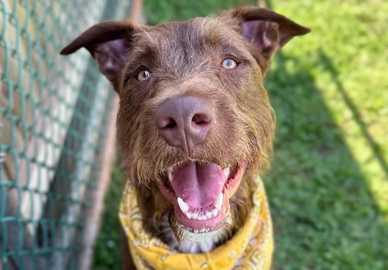 Odie - Foster Home Odie - Ready for adoption - in a foster home