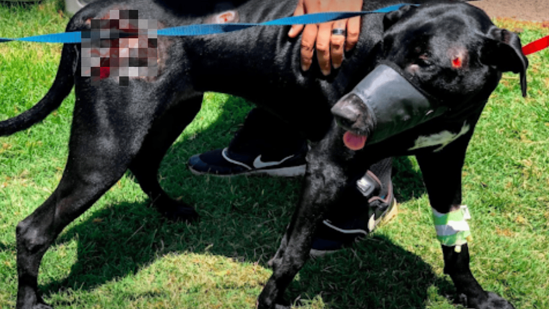 She-Ra was shot in the head. Thanks to the Hope Fund, she made a full recovery