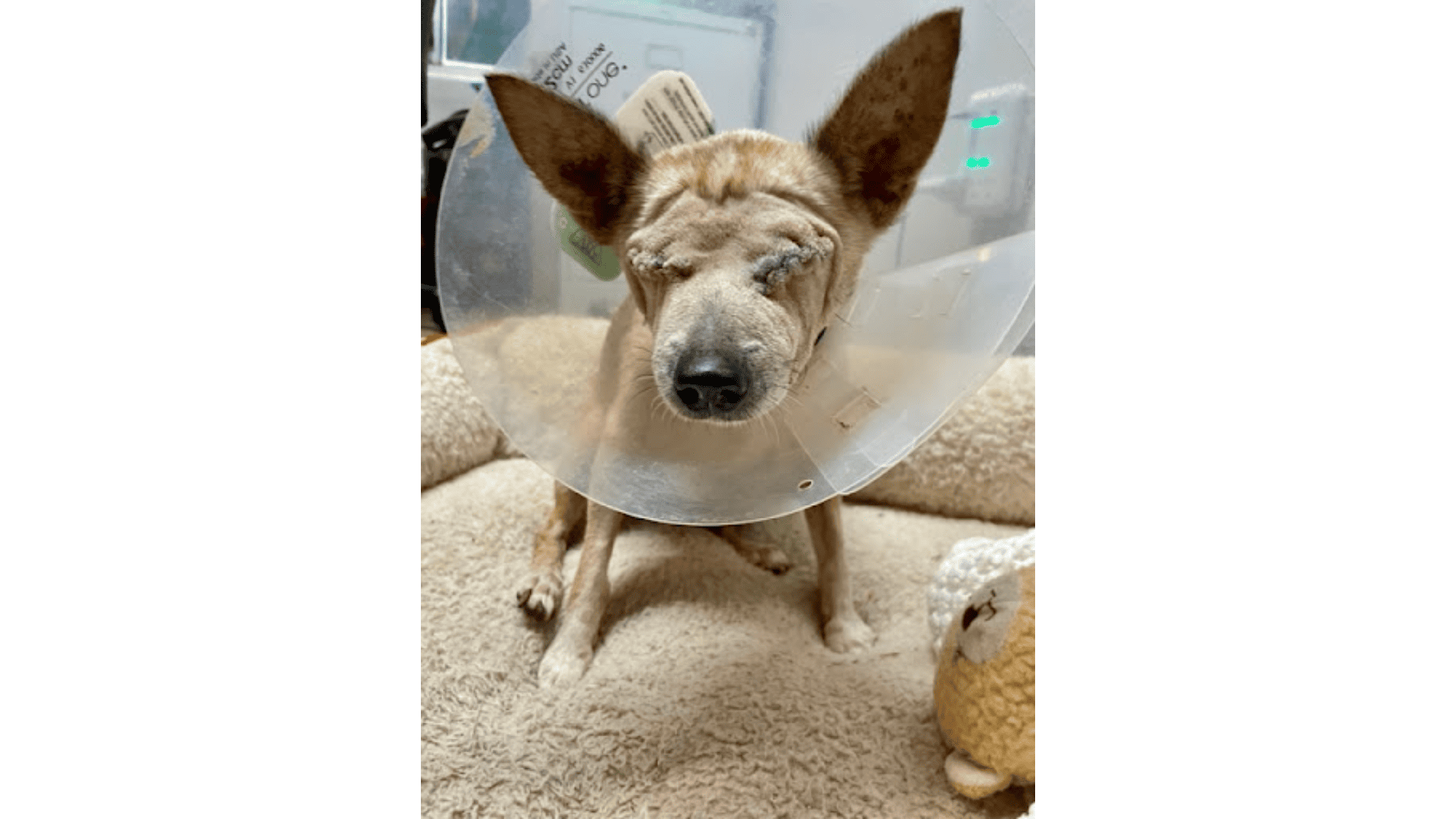 Sweetie - both eyes had been removed