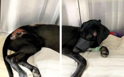 Press Release: Uniting Hearts, Saving Lives: Maui Humane Society’s Concert for Hope in partnership with Mana’o Radio