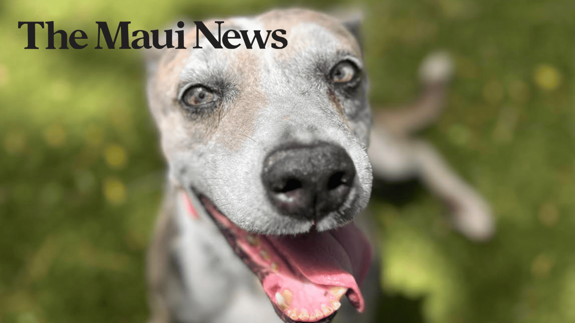 Aloha kakou! My name is Tiramisu and I’m this week’s Pet of The Week at Maui Humane Society!