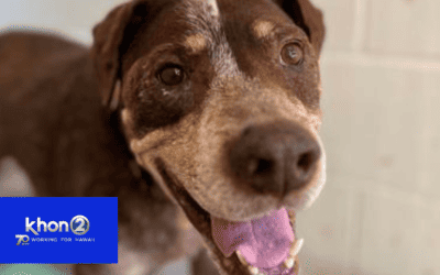 ‘A world where no old dog dies alone and afraid’