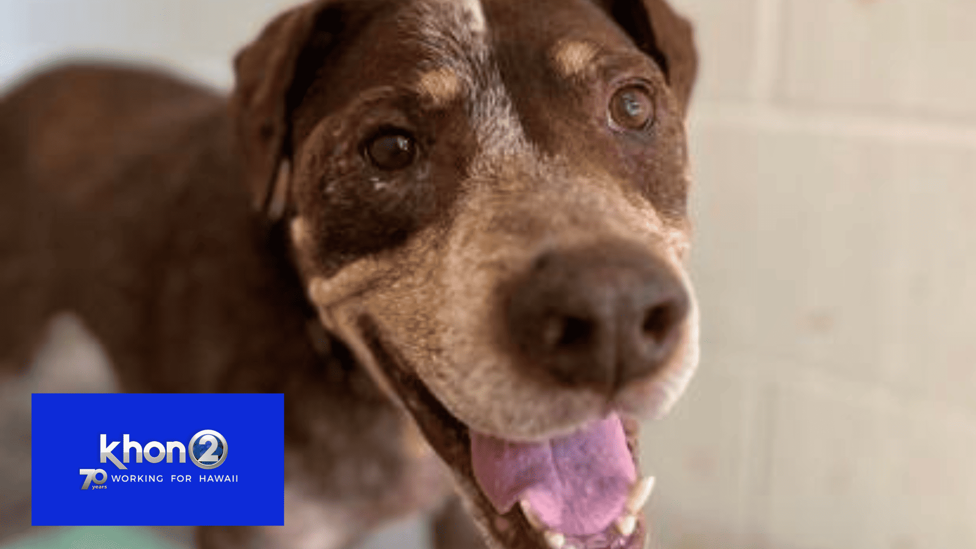 You may not be able to teach an old dog new tricks, but the senior pups at the Maui humane society are receiving lots of treats!