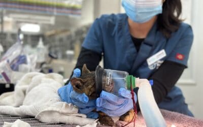 Maui Humane Society Prioritizes Lifesaving Efforts and Human-Animal Reunification