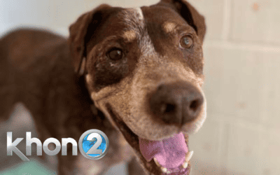 KHON2: ‘A world where no old dog dies alone and afraid’