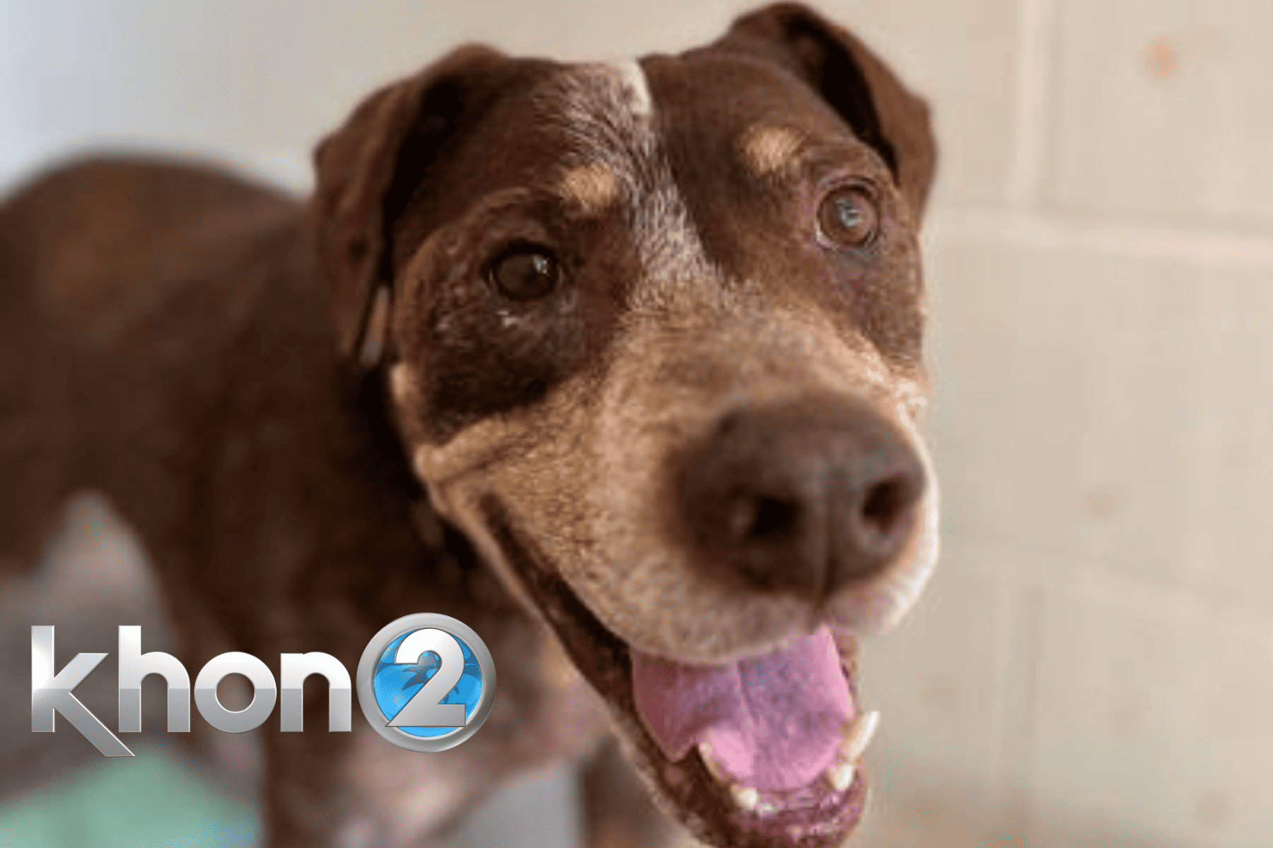 KHON2 - Grey Muzzle Brian - Senior Dog available for adoption