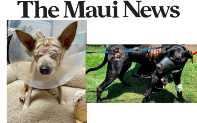 The Maui News: MHS, Mana‘o Radio host ‘Concert for Hope’