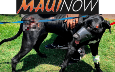 MauiNow: Uniting Hearts, Saving Lives: Maui Humane Society’s Concert for Hope