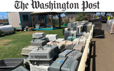 The Washington Post: Animal rescuers fear time may be running out on Maui