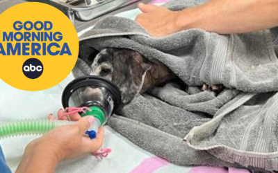 Maui vets race to save injured pets left behind in the fires, 3,000 animals still missing