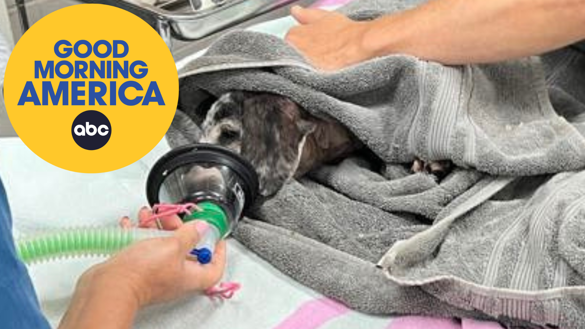 Maui vets race to save injured pets left behind in the fires