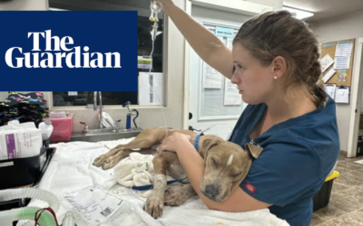 Maui Humane Society ‘hopes to be inundated’ as 3,000 animals still missing