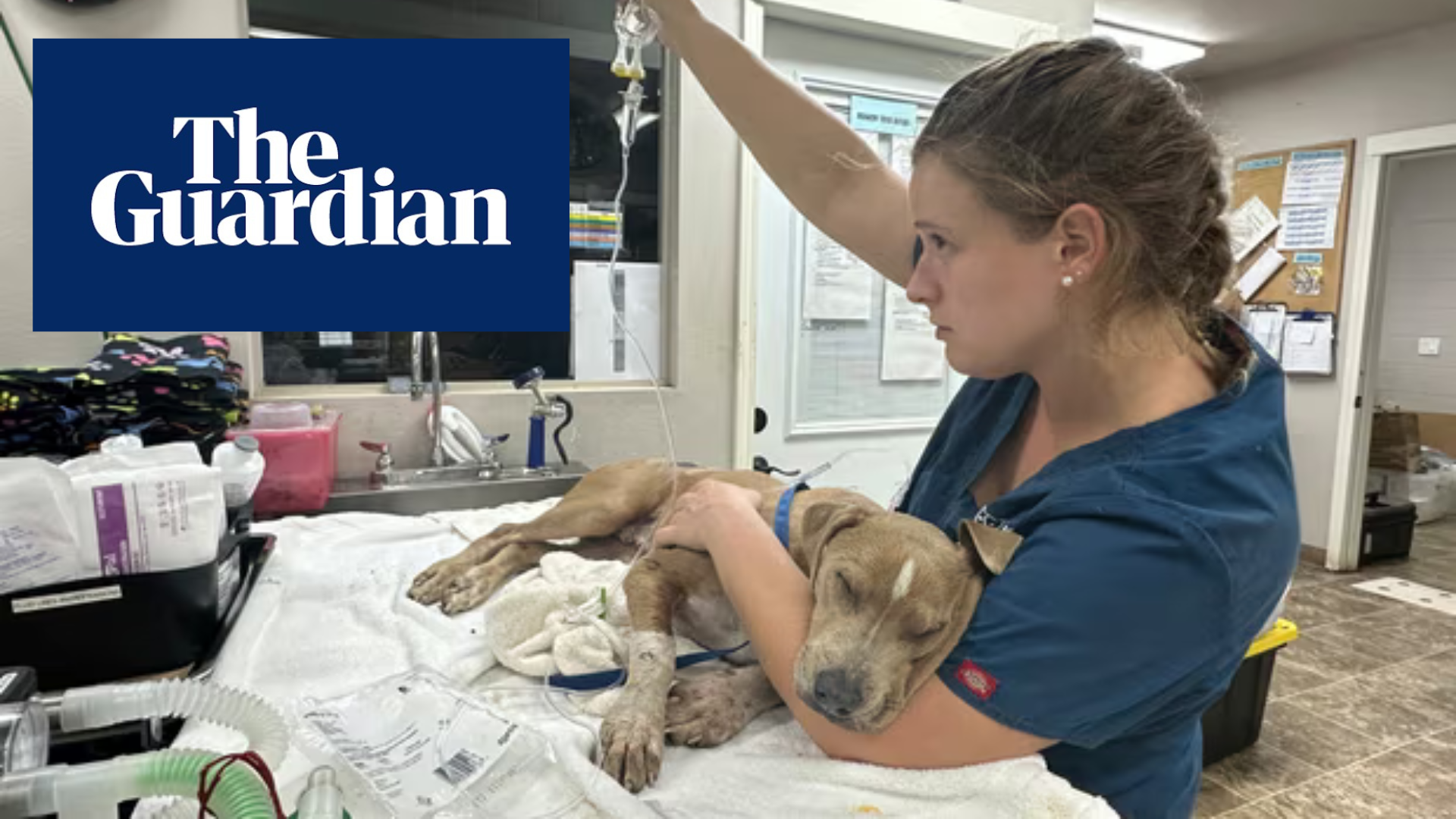 Animal shelter has been staff tending to several dozen wounded animals since the fires ravaged Lahaina, but it is hoping for a surge
