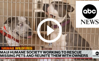 Maui Humane Society working to rescue missing pets