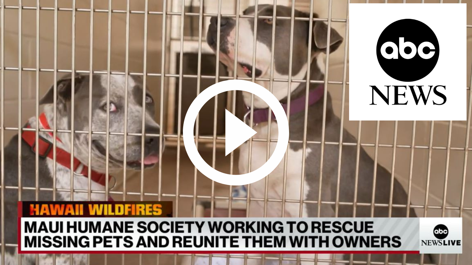 Maui Humane Society working to rescue missing pets