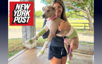 Badly burned dog reunited with grateful owners after terrified pooch ran off during Maui wildfires