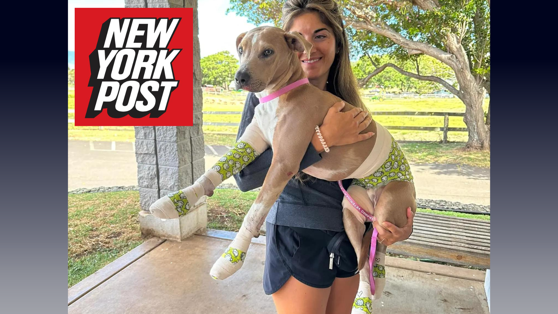 Nicole Comey was reunited with her dog Roman after he was burned during the wildfires in Hawaii.