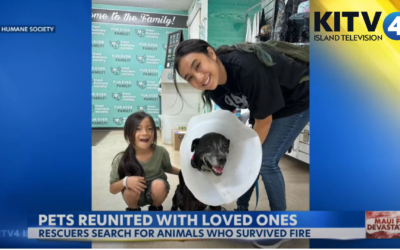 Maui Humane Society works to rescue dozens of animals after Maui wildfires