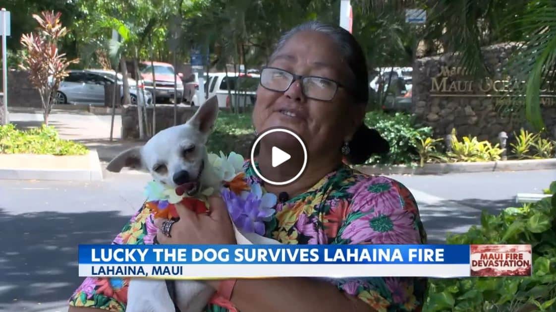 Lucky the dog survives the lahaina fires