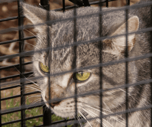 Maui Humane Society Receives Curfew Extension to Rescue Lahaina Animals