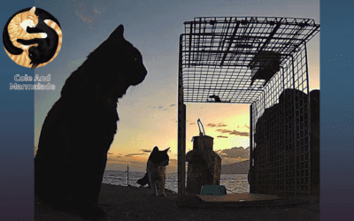 Maui Humane Society Expands Shelter Capacity to Care for Cats Rescued from Burn Zone