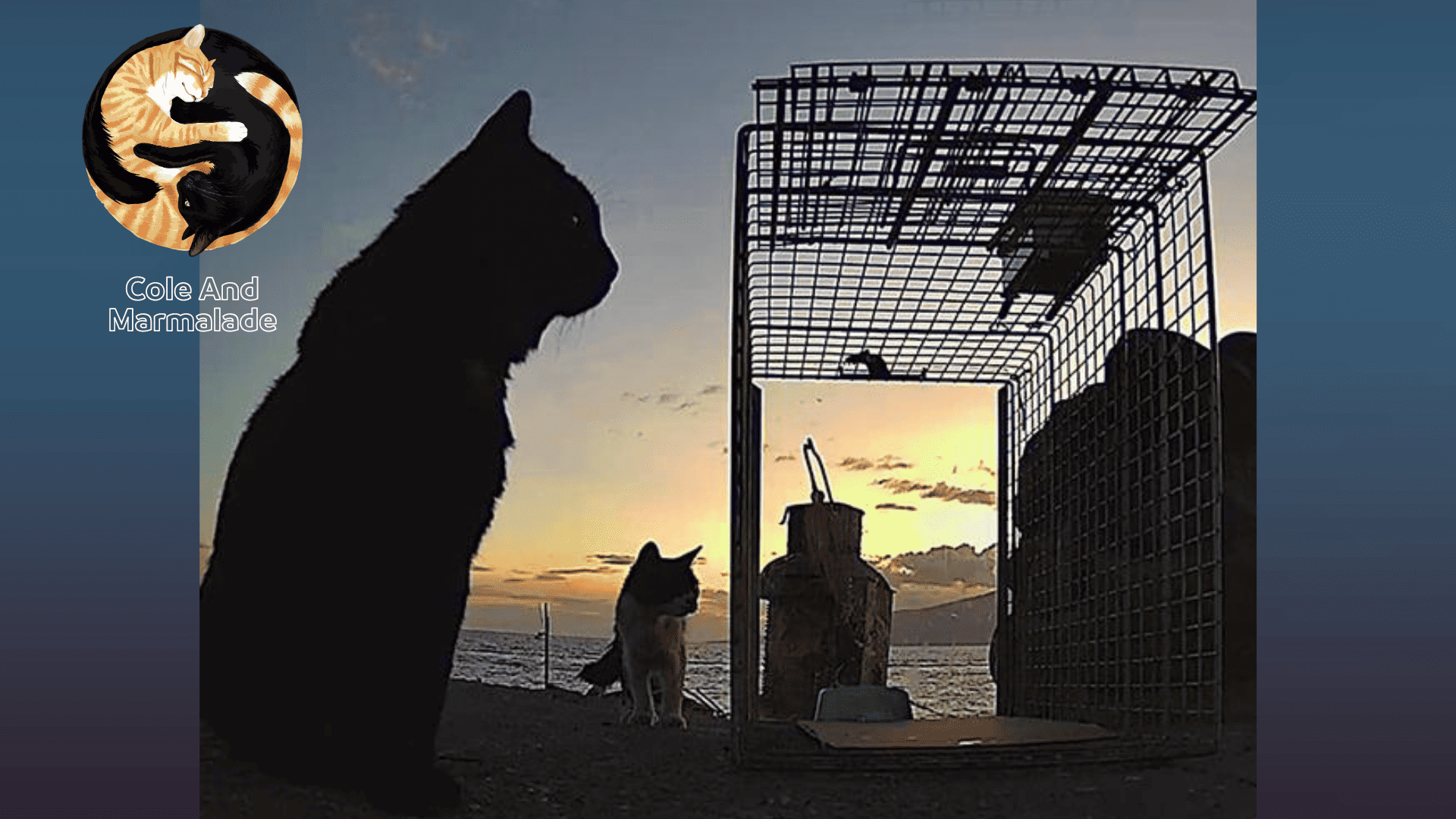 Cole & Marmalade - rescue cats