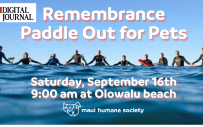 Maui Humane Society to hold ‘Tribute Paddle-Out For Pets’ Sept. 16 for pets and families affected by fire disaster