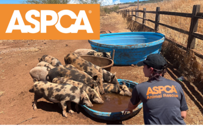 ASPCA Field Report: Maui Wildfire Response Efforts