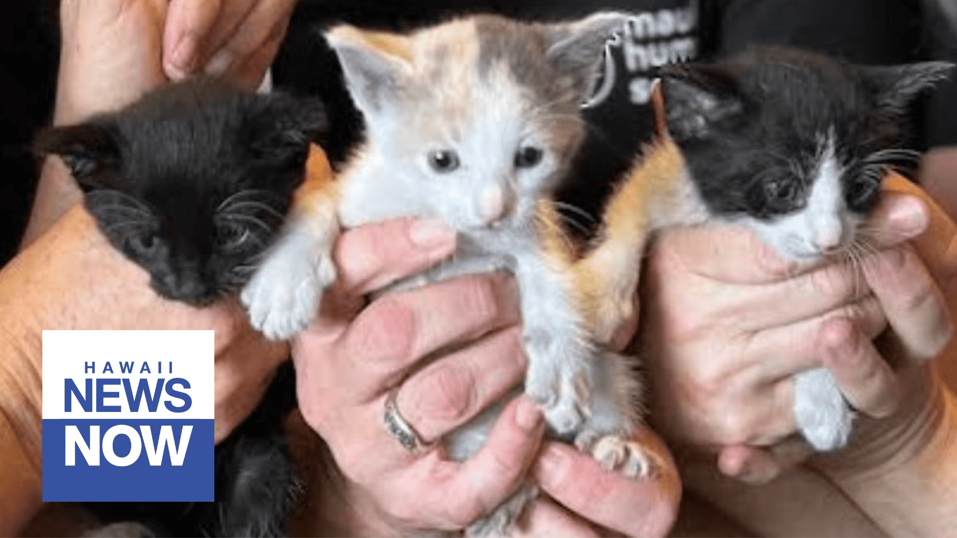 Tiny Lahaina wildfire survivors found in the rubble reunited with their feline mom