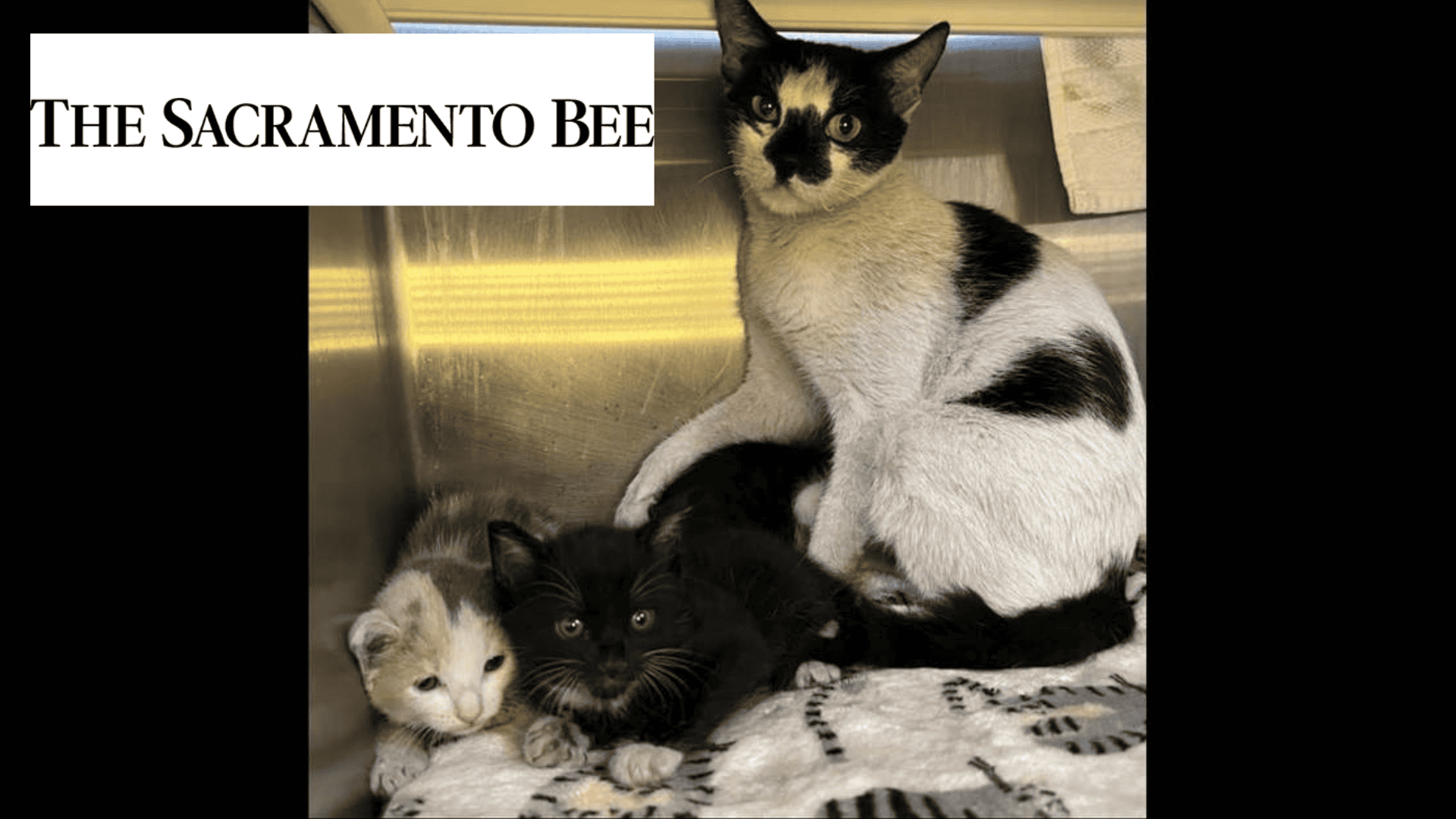 Kittens found under Hawaii wildfire rubble. Now they’re reunited with mom